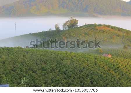 the magical of light and dense fog, coffee farm and small village at sunrise
