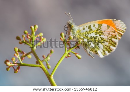 The Orange tip butterfly (Anthocharis cardamines)