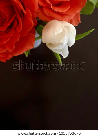 Beautiful red roses with white tulips close up offset for print
