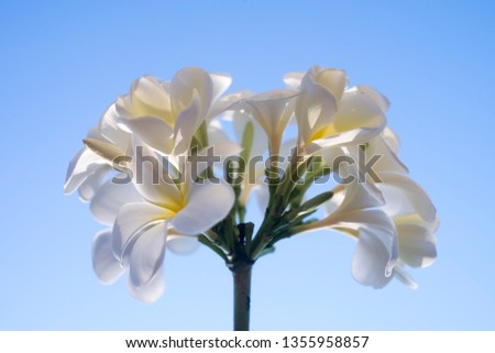 White Frangipani flowers on the tree