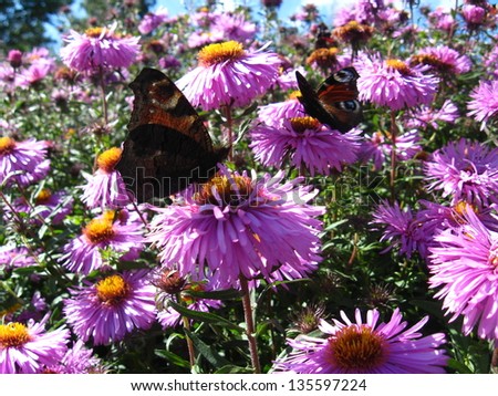 graceful butterflies of peacock eye sitting on the asters
