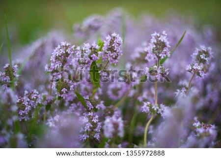 Wild thyme flowers on sunrise, spring nature background with morning on grassland, selective focus