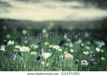 Spring floral background with wild flowers. Holiday and seasonal design. Vintage stylization, retro film filter