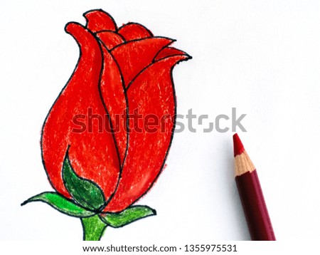Red Tulip with pencil. Pencil hand drawing. 