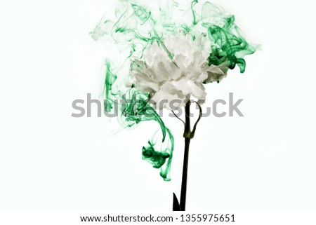 White carnation inside in water on a white background. Flower under the water with green paints and smoke.