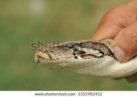 Close Shot of Python Snake of Mangalabare - Eastern Nepal.