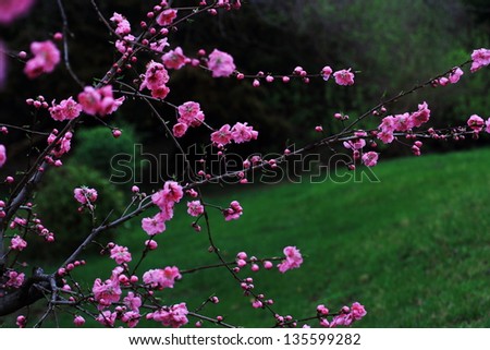 Peach blossom in spring