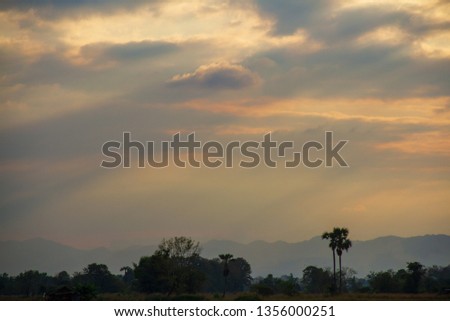 Evening weather in the field, Golden cloud and sky with silhouette sugar palm trees. Sun light are shone through the clouds look feel good.