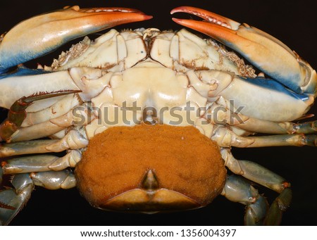 Ovigerous female of Callinectes sapidus (blue crab), a species of crab native to the waters of the western Atlantic Ocean and the Gulf of Mexico, and introduced in the Mediterranean Sea.