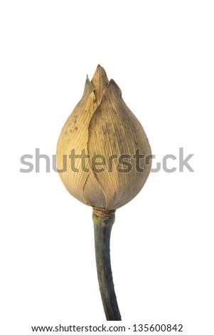 Dried lotus on white