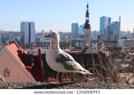 A picture of seagull in the beginning of spring in Tallinn, Estonia