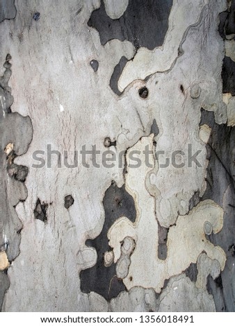 spotted texture of the trunk of a sycamore tree
