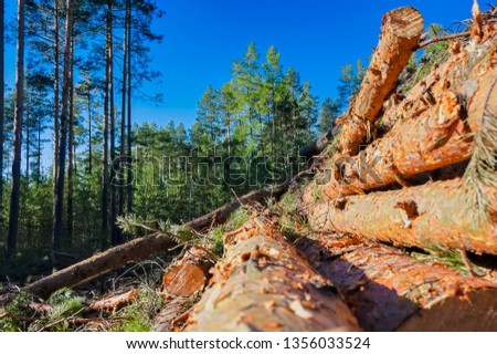 Wooden logs of pine woods in the forest, stacked in a pile.