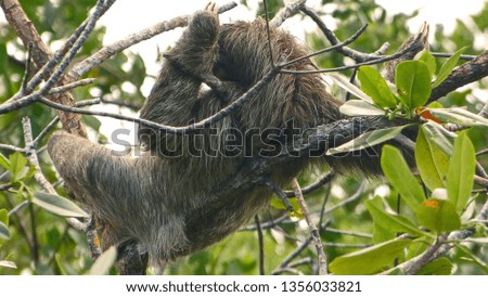 three-toed sloth close-up