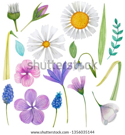 Set of summer, easter, birthday, spring flowers and leaves. Hand drawn watercolor and colored pencils illustration.
