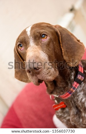 brown dog portrait