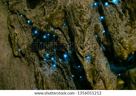 Amazing New Zealand Tourist attraction glowworm luminous worms in caves. High ISO Photo..