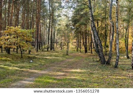spring view of a green forest with rays shining between large trees and a forest road close-up on the whole frame