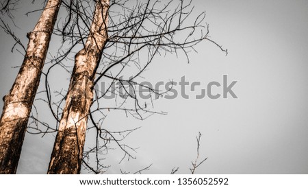 Dried tree branches blue clear sky nature background
