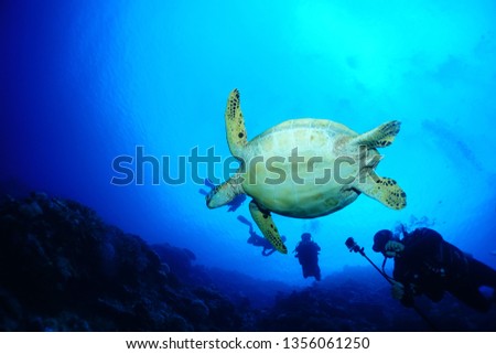    cebu underwater photo                              