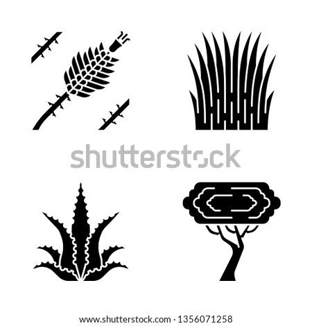 Desert plants glyph icons set. Exotic flora. Ocotillo, Mexican thread grass, aloe vera, palo verde tree.  Silhouette symbols. Vector isolated illustration