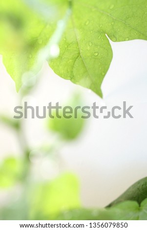 Green cotton plant leaves background. Leaves with drops of water.         