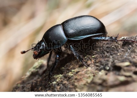 Dor beetle, Anoplotrupes stercorosus, macro photo Royalty-Free Stock Photo #1356085565