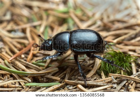 Dor beetle, Anoplotrupes stercorosus, macro photo Royalty-Free Stock Photo #1356085568