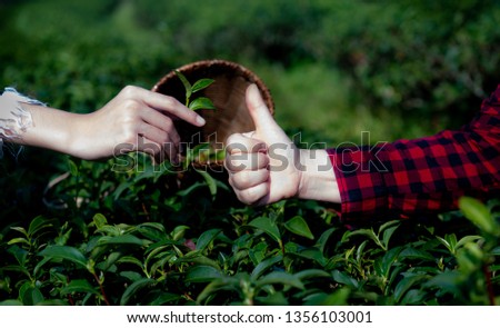 Woman's hand gives tea leaf and another hand make thumbs up on tea plantation.Showing the best sign of tea leaf and give to the people we love.Selection of the best tea for loved ones.Good hope.Good.