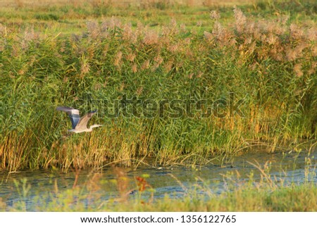 The grey heron (Ardea cinerea) is a long-legged predatory wading bird of the heron family, Ardeidae,