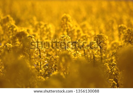 A rapeseed field close-up, taken in a local field near my home.