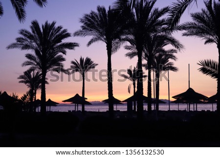Palm trees on the beach of the Red Sea Royalty-Free Stock Photo #1356132530