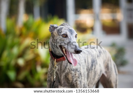 Fawn brindle Greyhound dog outdoor portrait