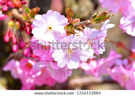 Photo of pink flowers in a german garden.
