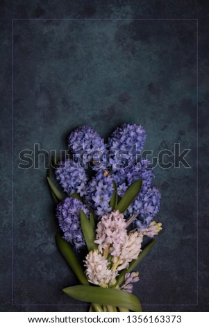 Blue hyacinths and dark green background 