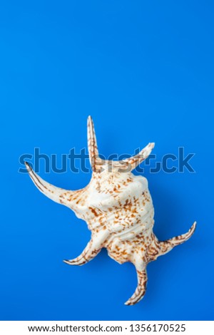 Horned shell. The concept of summer, sea, recreation, tourism. Space for text