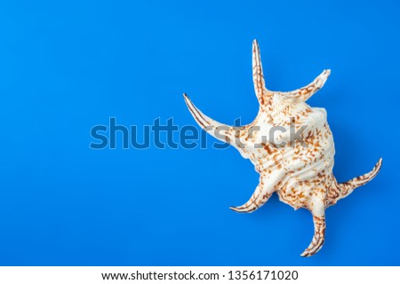 Horned shell. The concept of summer, sea, recreation, tourism. Space for text