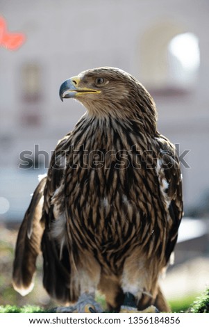 beautiful hawk portrait from lahore pakistan asia 