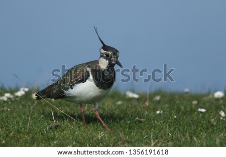 A stunning Lapwing, Vanellus vanellus, searching for food in a grassy field at the edge of a water in spring.