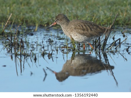 A beautiful Redshank, Tringa totanus, wading in water hunting for food in a flooded meadow.