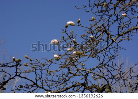 pink magnolia flower branches in spring season macro shot, blossoming buds of pink magnolia flowers on branches in early spring in front of blue and clear sky