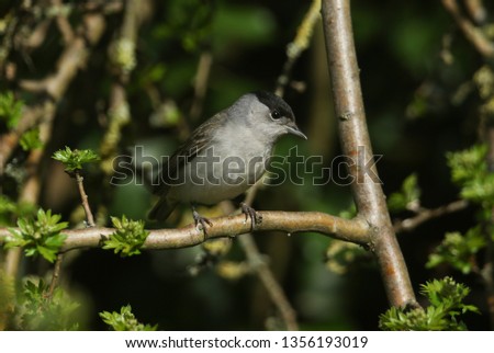 A stunning male Blackcap, Sylvia atricapilla, perched in a tree.