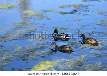 Wild ducks or Cretaceous (Anas platyrhynchos). Adult duck in a dark blue, bright background of the surface of the pond