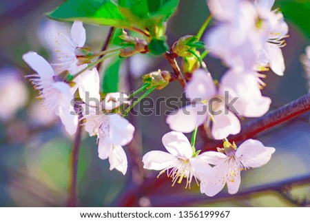 Branches of blossoming apricot macro with soft focus on gentle light blue sky background. For easter and spring greeting cards with beautiful floral spring abstract background of nature