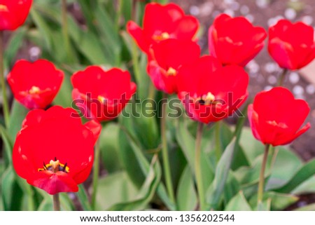 Group of colorful tulip. Real live red tulips blooming in early spring in the garden. lit by sunlight. Soft selective focus, tulip close up, toning. Bright colorful tulip photo background
