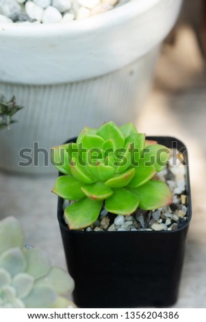 Close up image of Echeveria Resultado De Imagen Para Sedeveria cactus