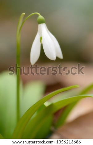 Beautiful snowdrop flower (Galanthus nivalis) at spring forest. Delicate Snowdrop flower is one of the spring symbols. Easter natural background. Shallow depth of field.