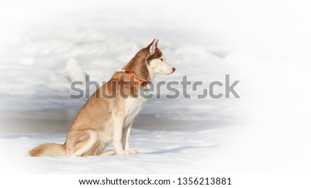siberian husky dog side view against winter wonderland background red and beige fur color of hound sitting on ground at cold season sunny day cute animals home pets outdoor landscape scene