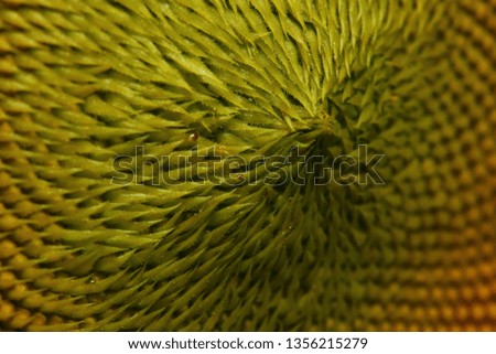 beautiful texture of pollen sunflower flora, abstract flower nature background, macro image photography