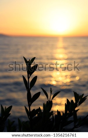 Plants on the background of the sea while the sun raising up Royalty-Free Stock Photo #1356216761